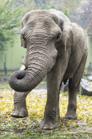 Jack, Európa legnagyobb afrikai elefántbikája újra a Nyíregyházi állatparkban 