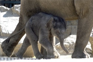 Kiselefánt született a budapesti állatkertben