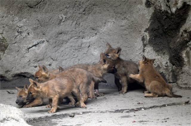 Ázsiai vadkutyák születtek a fővárosi állatkertben