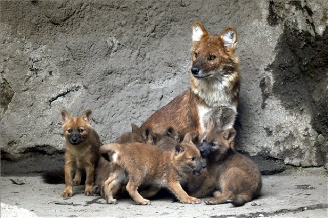 Ázsiai vadkutyák születtek a fővárosi állatkertben