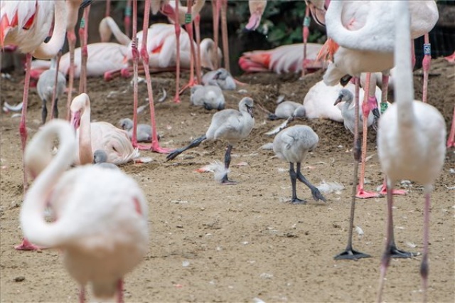 Húsz flamingófióka kelt ki a napokban a budapesti állatkertben