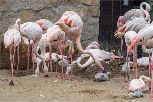 Húsz flamingófióka kelt ki a napokban a budapesti állatkertben