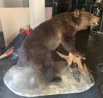 Preparált Barna medve