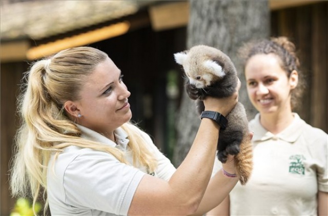 Vörös macskamedve született a Nyíregyházi Állatparkban 
