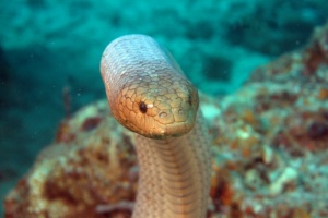 olíva tengeri kígyó