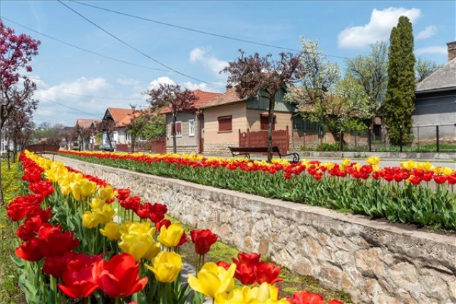 Több tízezer tulipán virágzik az erdélyi Kalotaszentkirályon 