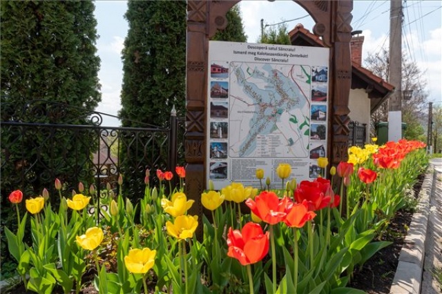 Több tízezer tulipán virágzik az erdélyi Kalotaszentkirályon 
