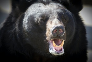 Fekete medve