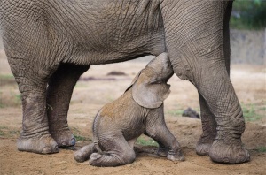 Afrikai elefánt született a Nyíregyházi Állatparkban