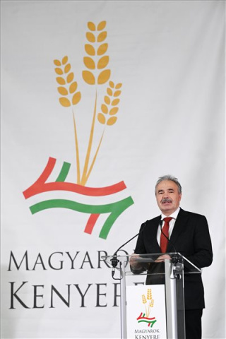 Ezer tonna búza gyűlt össze a Magyarok kenyere programban