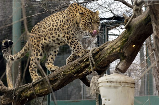 Megújult a leopárdok és tigrisek kifutója a fővárosi állatkertben