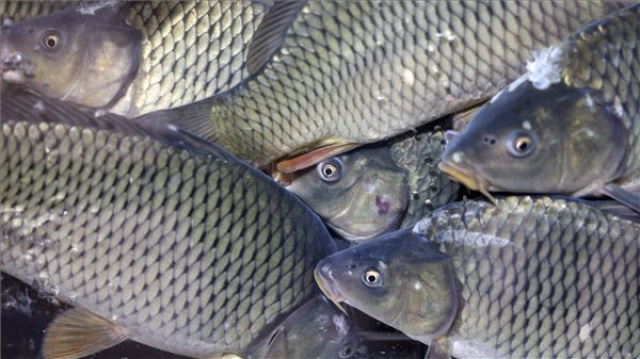 Sajtótájékoztató a halfogyasztás népszerűsítéséről és a halágazat támogatásáról